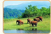 Munnar Tour Packages India