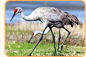 Cranes